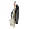 Contour Freedom Back Lumbar Support Cushion – Full-Length Comfort from Upper Back to Hips with Unique Spinal Channel, Lateral Wings & Lower Center Cutout. Lightweight Design Fits in More Chairs, Including Car Seats!