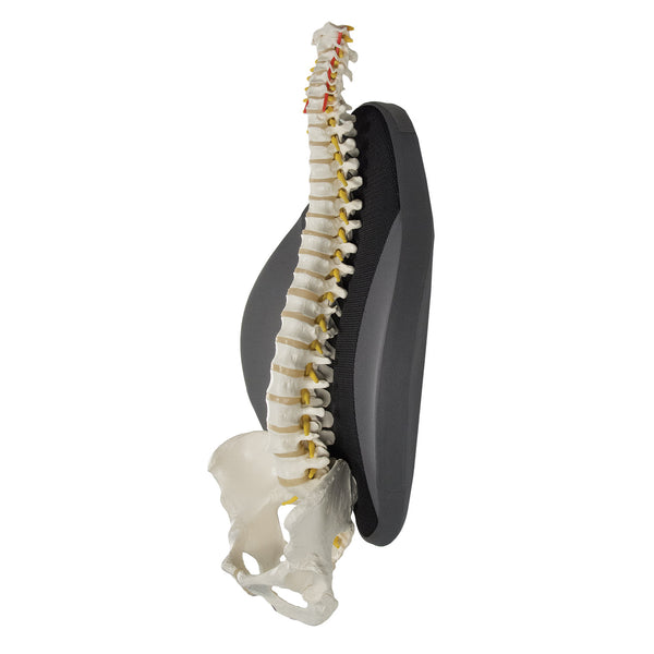 Contour Freedom Back Lumbar Support Cushion – Full-Length Comfort from Upper Back to Hips with Unique Spinal Channel, Lateral Wings & Lower Center Cutout. Lightweight Design Fits in More Chairs, Including Car Seats!