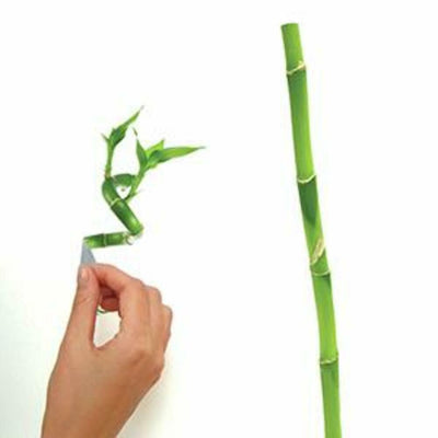 Bamboo Peel and Stick Wall Decals | Removable Repositionable Stickers | Easy Damage-Free Wall Art for Kids Bedroom Nursery Playroom